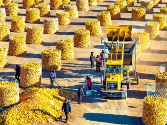内蒙古兴安盟：科学储粮 丰产增收