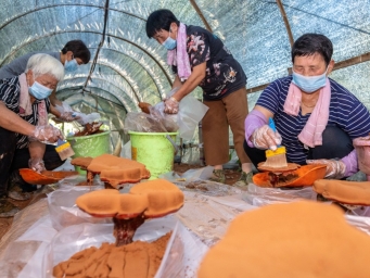 浙江长兴：林下“长”灵芝 “撑起”共富伞