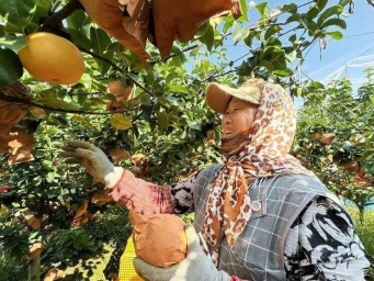 梨中“秋月”，映照丰收图景