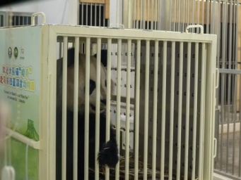 Giant pandas Chen Xing, Xiao Yue arrive in Malaysia